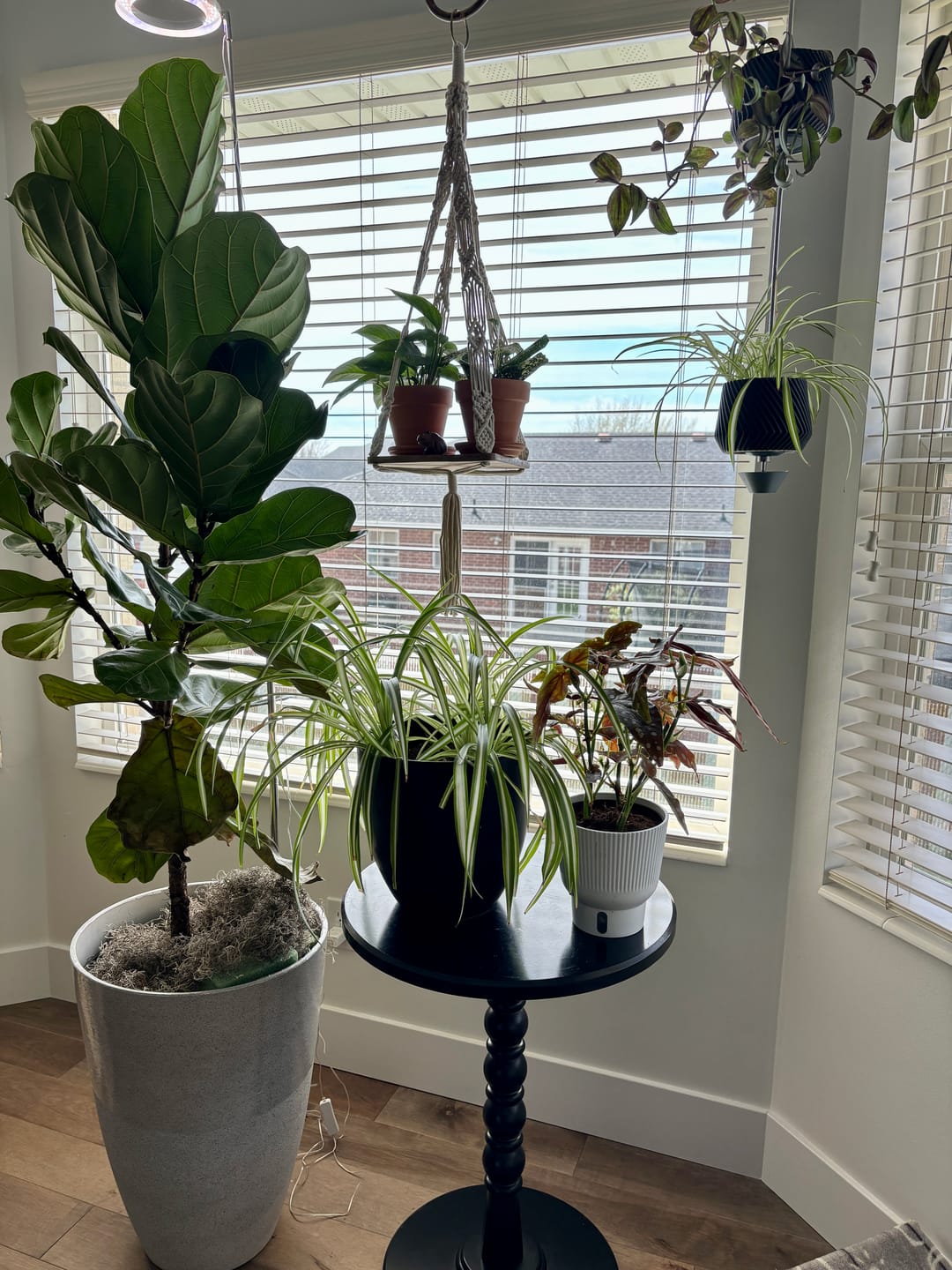 Customer photo review of Fiddle Leaf Fig Guide