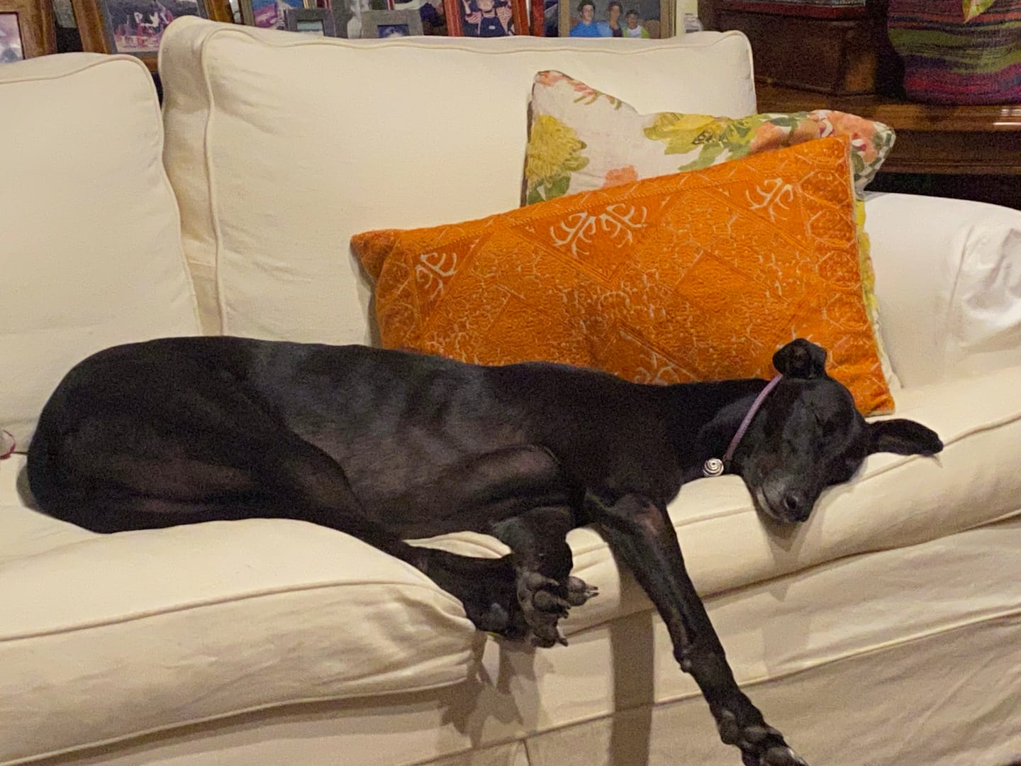 Customer photo review of Primal Venison - Raw Free ranged for dogs and cats