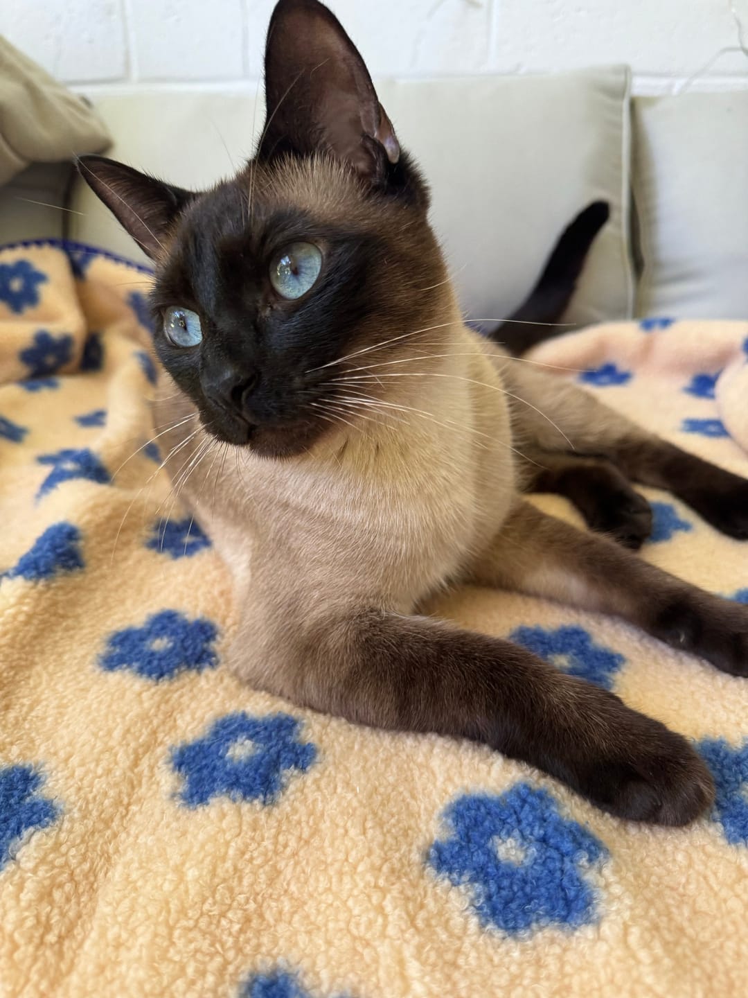 Customer photo review of Little Summer Blanket