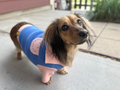 Customer photo review of *PRE-ORDER* The Weens Dog Polo Pullover