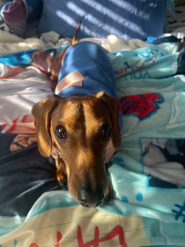 Customer photo review of The Weens Dog Polo Pullover