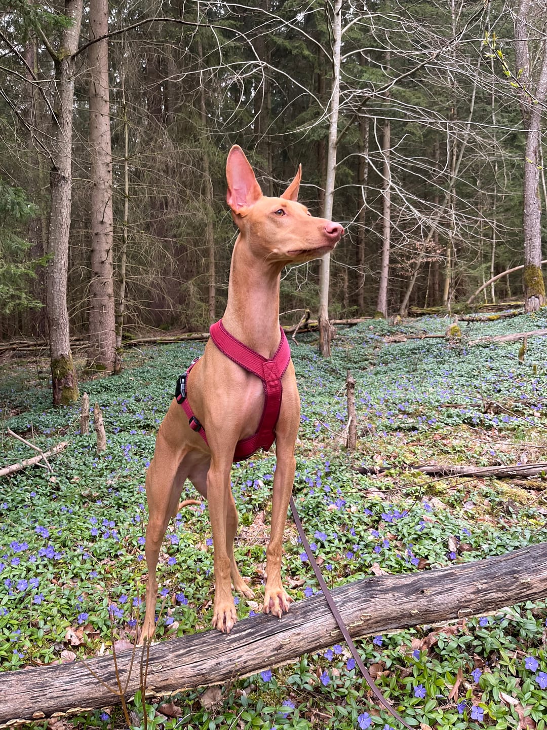 Customer photo review of Windhundgeschirr FUN "Bordeaux"