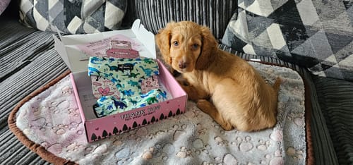 Customer photo review of Adjustable Harness – Dinky Dino