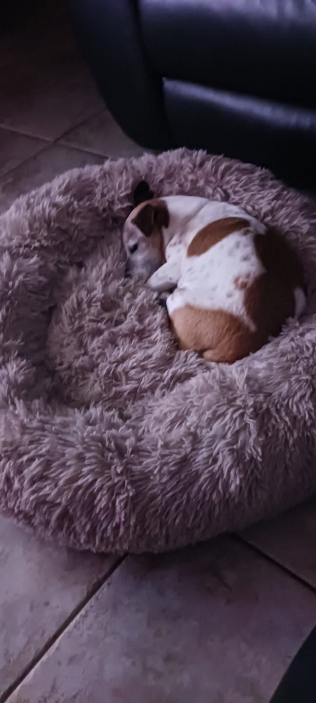 Customer photo review of Calming Dog Bed