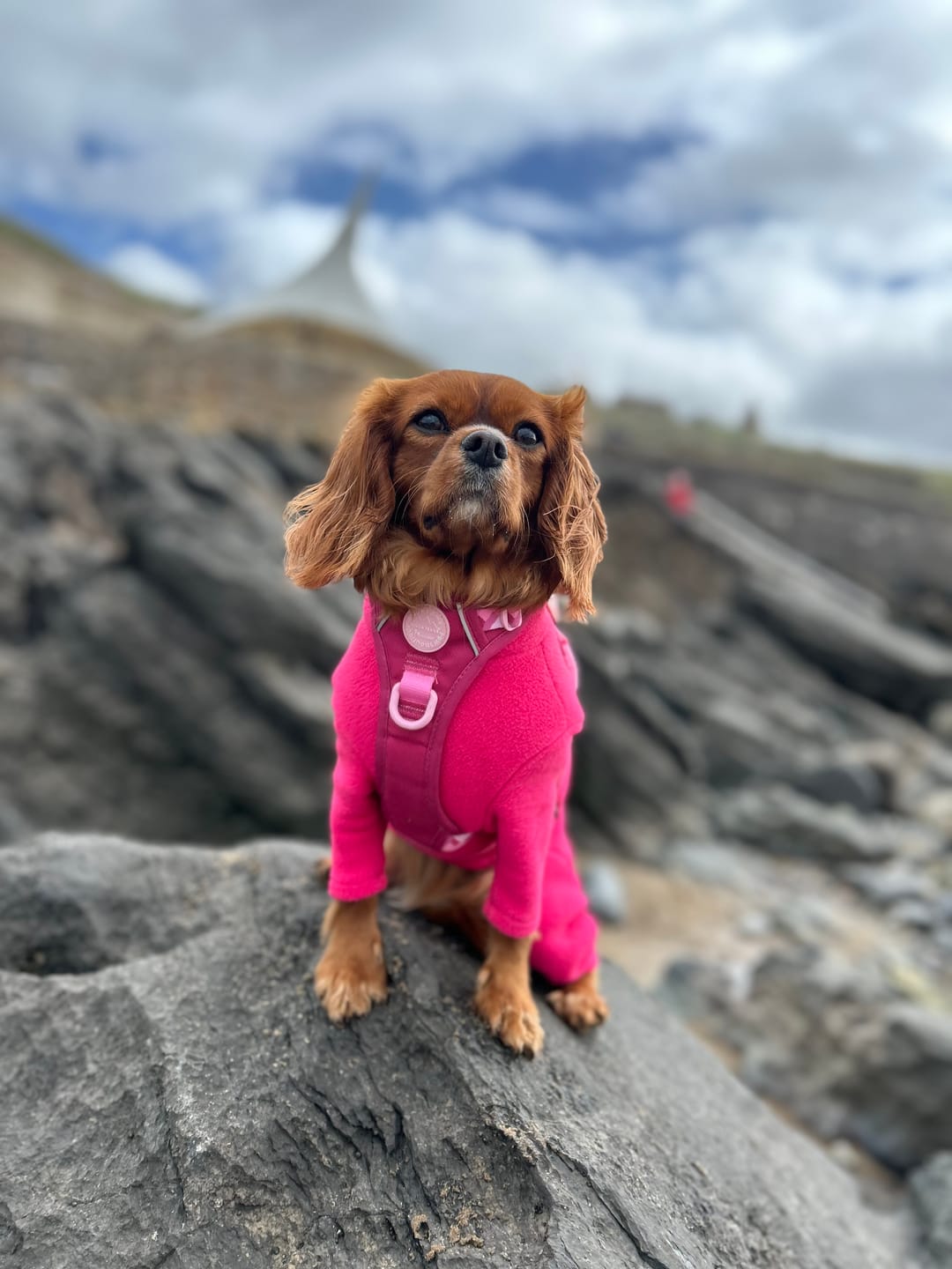 Customer photo review of Tough Trails™ Harness - Walkies Ready® Raspberry Pink
