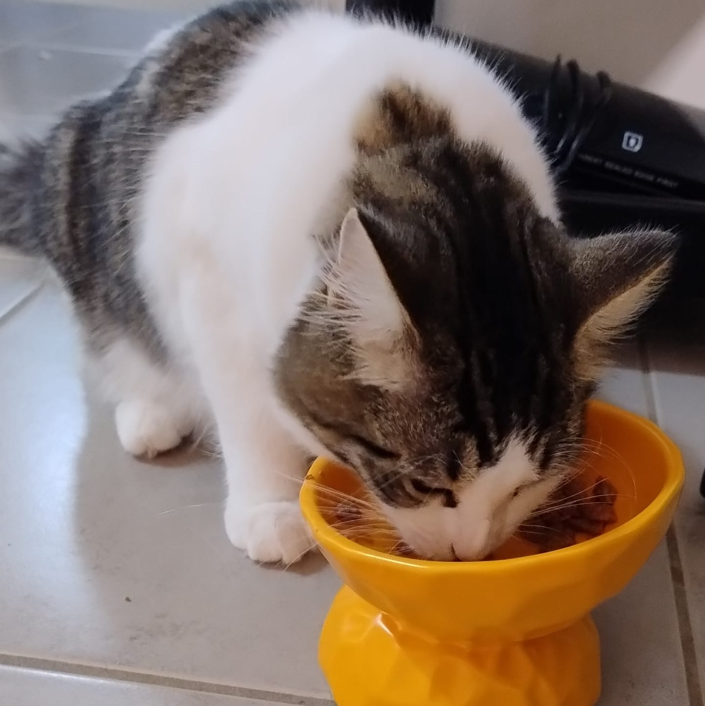 Customer photo review of Tilting Ceramic Cat Bowls With Uneven Texture