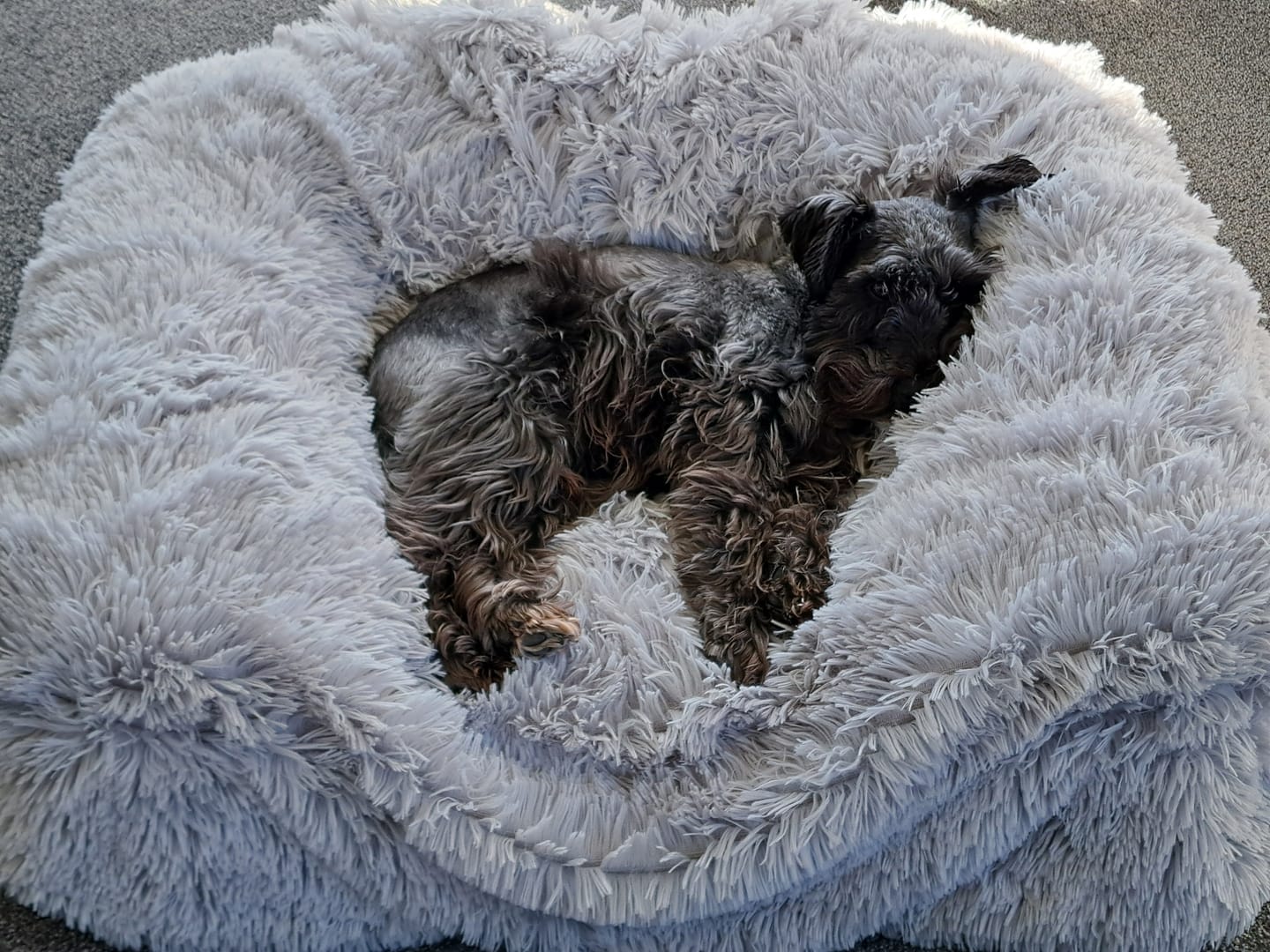 Customer photo review of Matching Calming Blanket