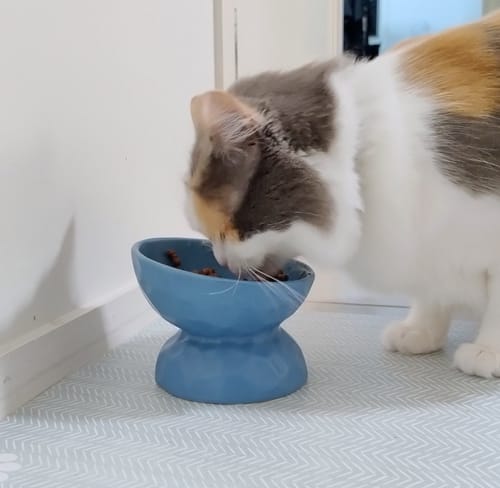 Customer photo review of Tilting Ceramic Cat Bowls With Uneven Texture