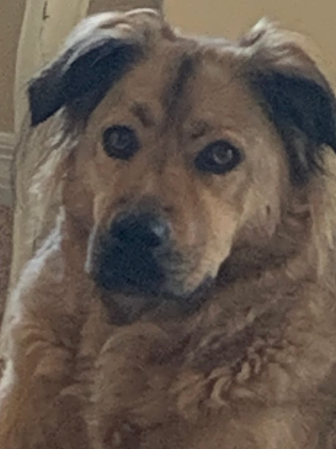 Customer photo review of Aggression and Frustration Reduction - Dogs