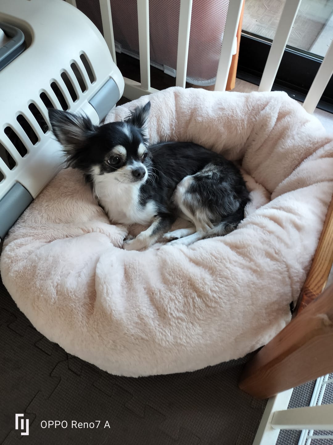 Customer photo review of 替えカバー（ペットが安らぐベッド専用）