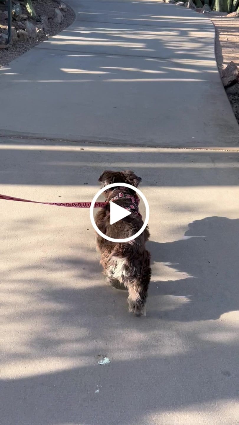 Customer video review of Adjustable Dog Harness - Snug As A Lady Bug