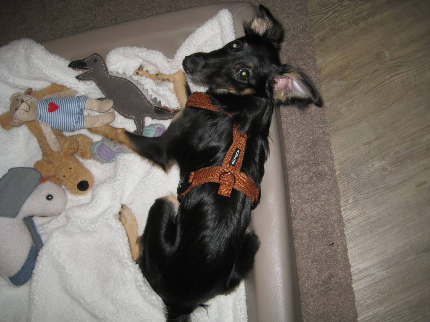 Customer photo review of Hundegeschirr FUN Welpe/Windspiel "Caramel"