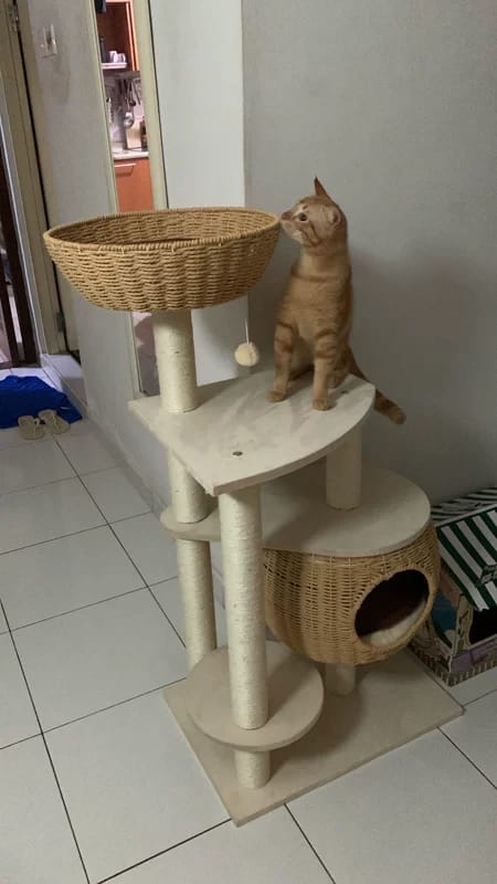 Customer photo review of Arbre à Chat - Escapade Etoilée
