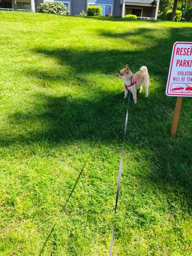 Customer photo review of Dog Leash With LED Light