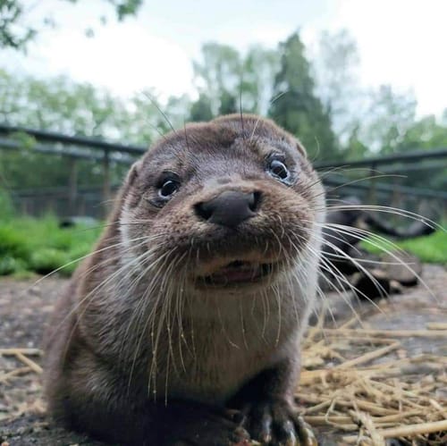 Customer photo review of Bottes pour femmes imperméables, veloutées et chaudes avec revêtement antidérapant