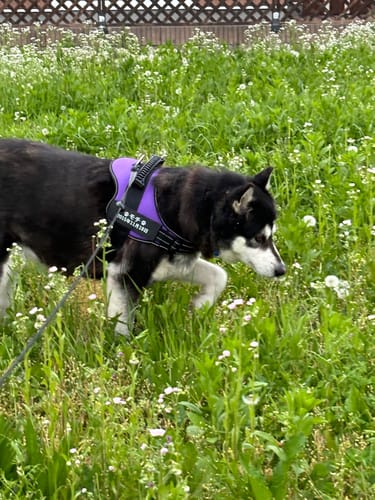 Customer photo review of Petcanva® オーダーメイド犬用ハーネス