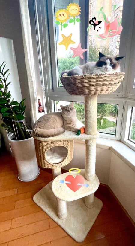 Customer photo review of Arbre à Chat - Reve Felin