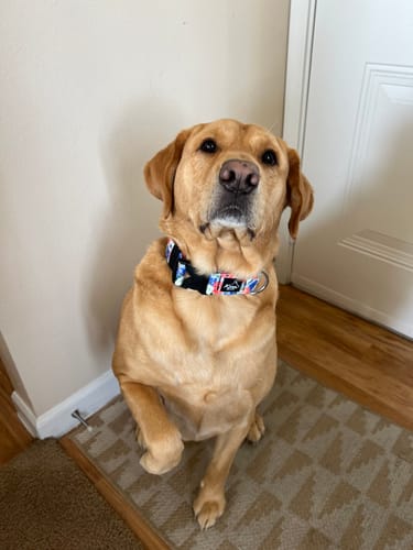 Customer photo review of Liberty Buckle Collar