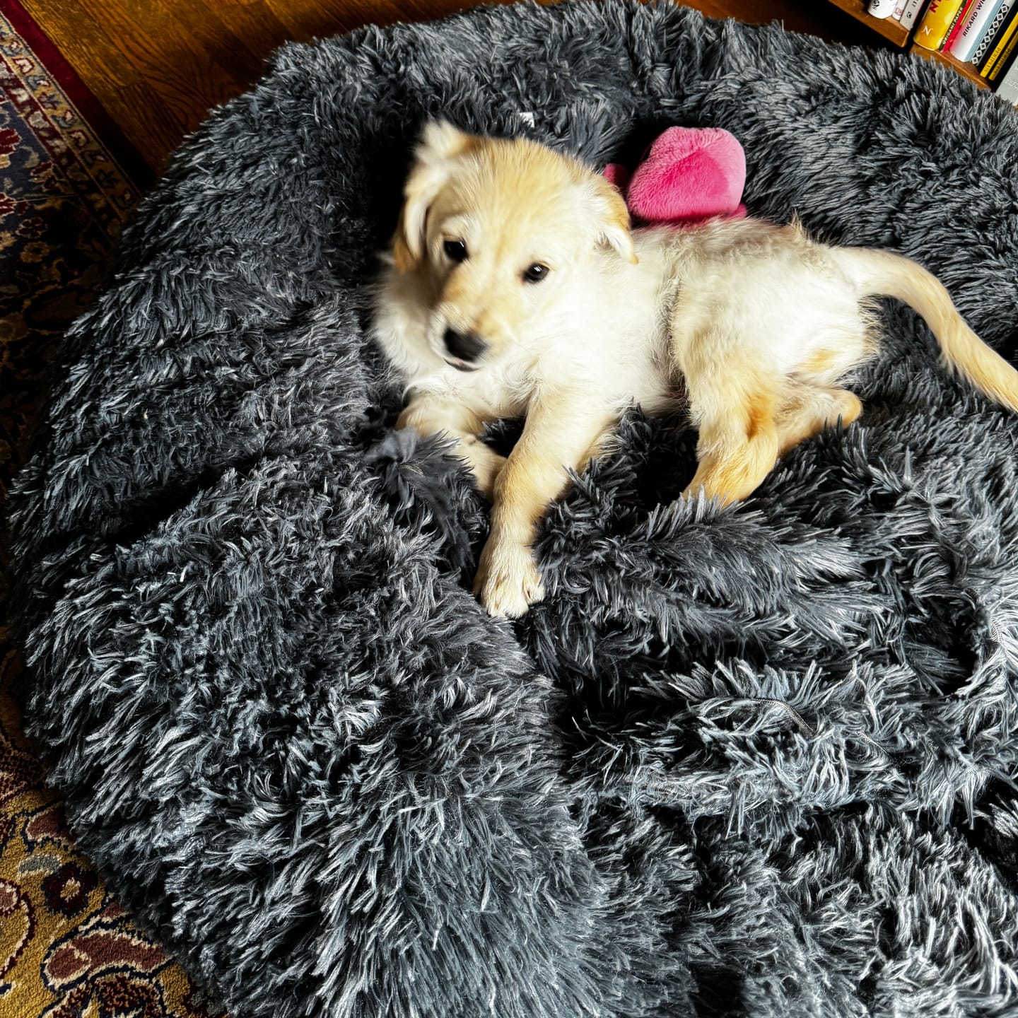 Customer photo review of CalmBlanket