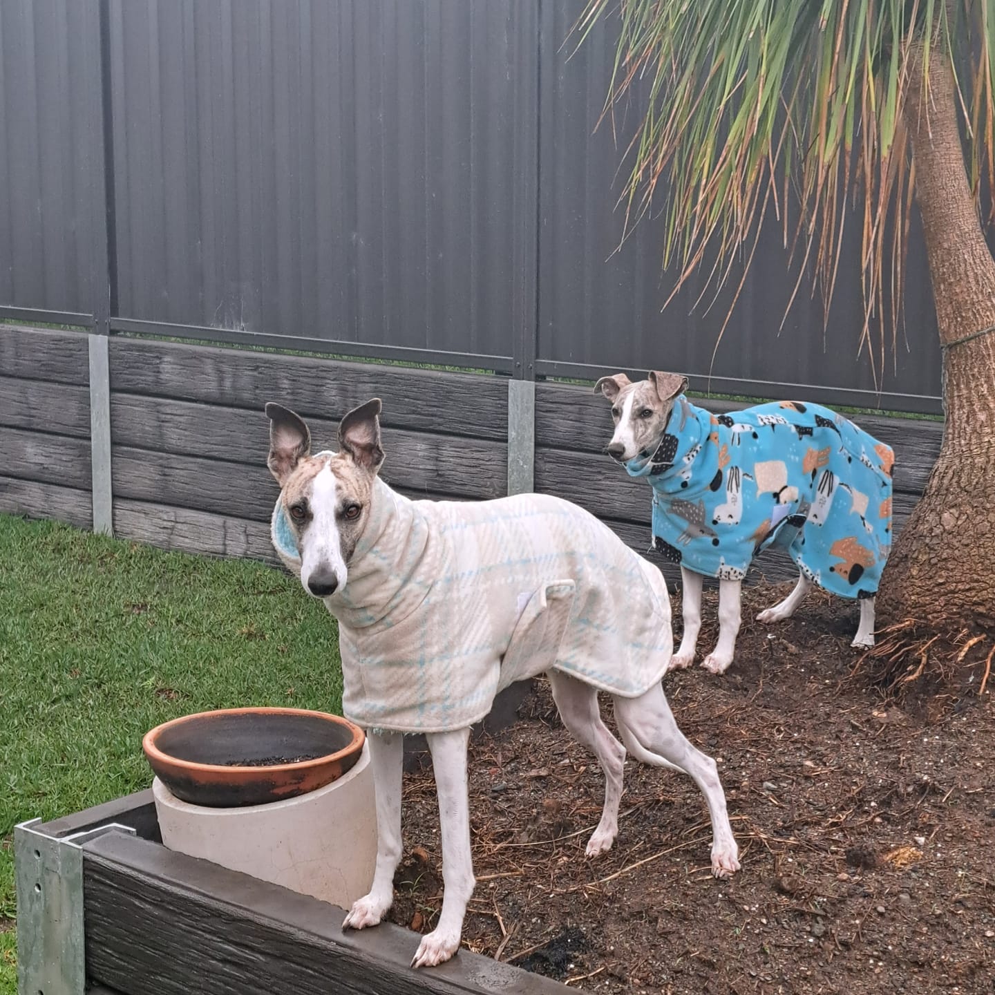 Customer photo review of Turkey Necks | Raw Meaty Bones for Dogs