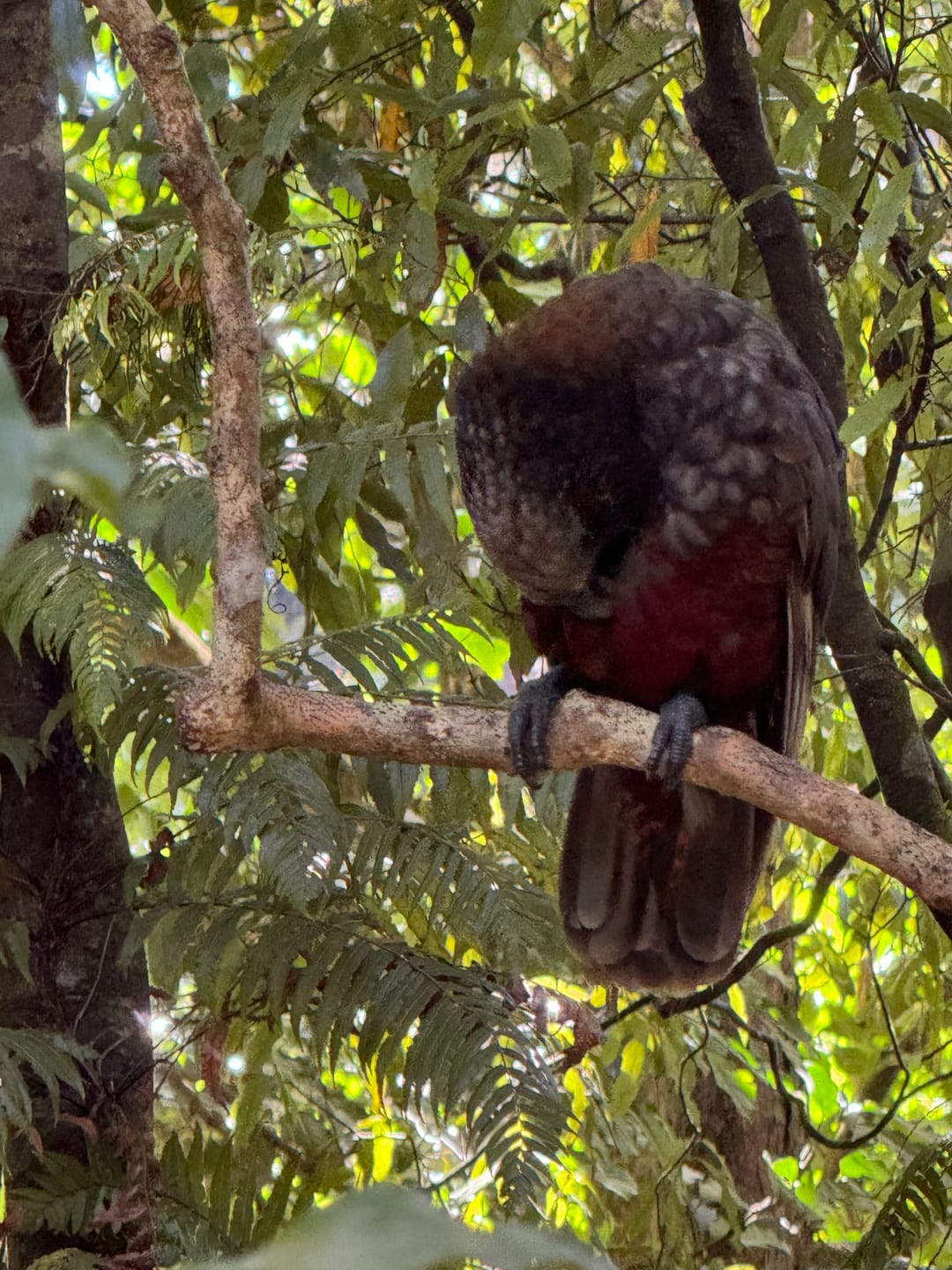 Customer photo review of Tui Bird Soft Toy with Sound