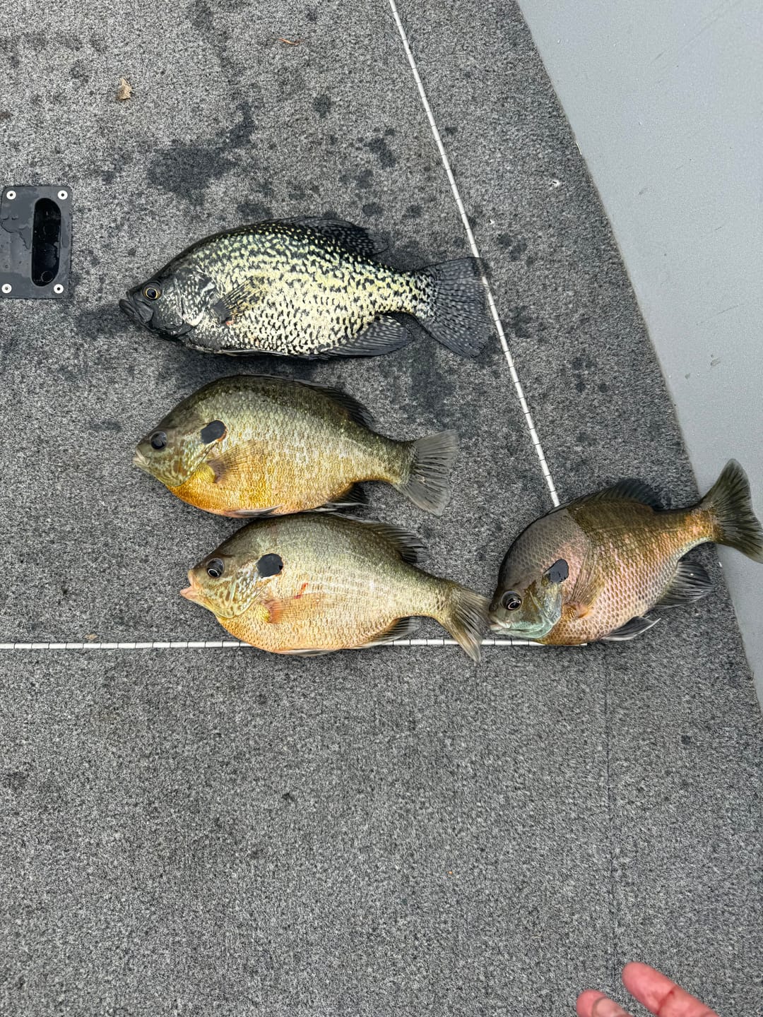 Customer photo review of Custom Panfish Rod
