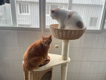 Customer photo review of Arbre à Chat - Reve Felin