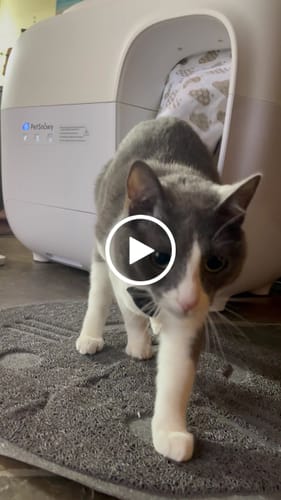 Customer video review of Self-Cleaning Litter Box