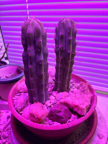 Customer photo review of Bolivian Torch Cactus Cuttings | Trichocereus bridgesii | Echinopsis lageniformis