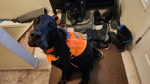 Customer photo review of NEW Reflective Blaze Orange Team K9 Tactical No-Pull Dog Harness with 4 Metal Buckles, Reinforced Front V-Ring, & Reflective Strips (Available Now!)