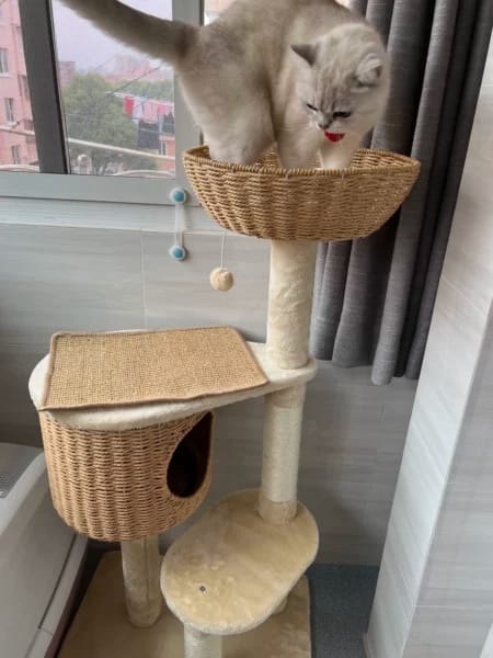Customer photo review of Arbre à Chat - Reve Felin