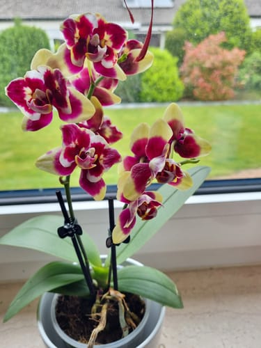 Customer photo review of Table Dance Donauwelle mit gelb-violetten Blüten und 2 Stielen