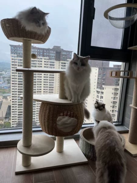 Customer photo review of Arbre à Chat - Escapade Etoilée