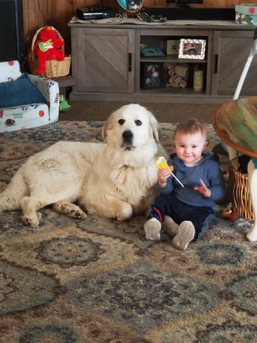 Customer photo review of Professional PLUS Pet Grooming Vacuum Kit