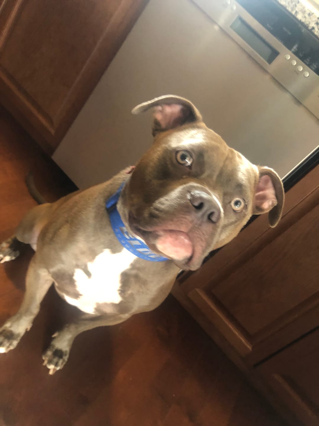 Customer photo review of 2" Tactik Dog Collar - Cobalt