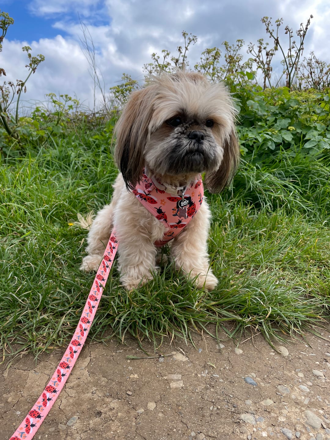 Customer photo review of Adjustable Dog Harness - Snug As A Lady Bug