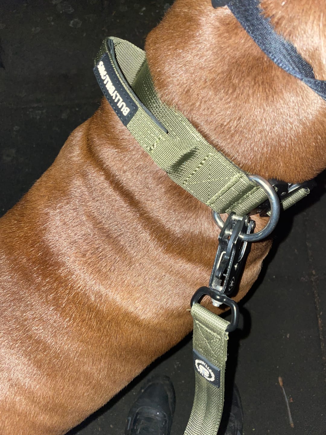 Customer photo review of 4cm Combat® Collar | With Handle & Rated Clip -  Khaki v2.0