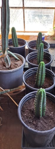 Customer photo review of San Pedro Cactus | Bulk Rooted Cactus Packs | Echinopsis (Trichocereus) Pachanoi