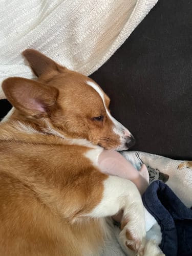 Customer photo review of Gnaw Guard Foam Toys