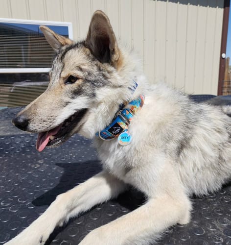 Customer photo review of Martingale of the Month Club