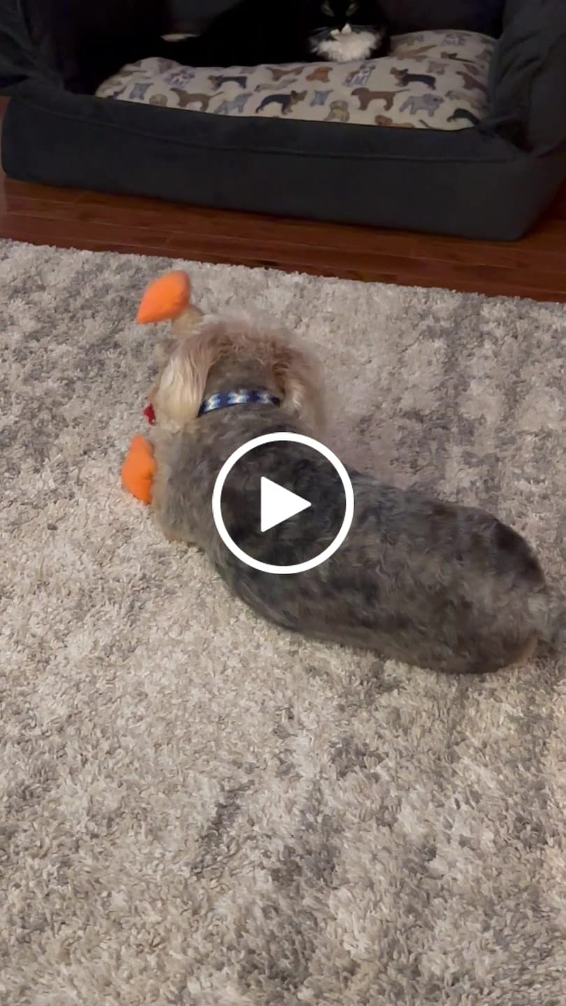 Customer video review of Himalayan Yak Chew (SMALL)