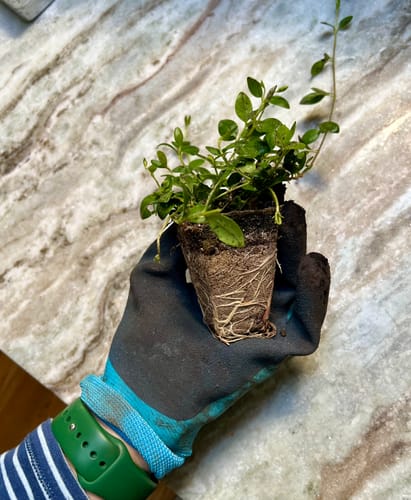 Customer photo review of Vinca Minor Bowles 50 count Flat