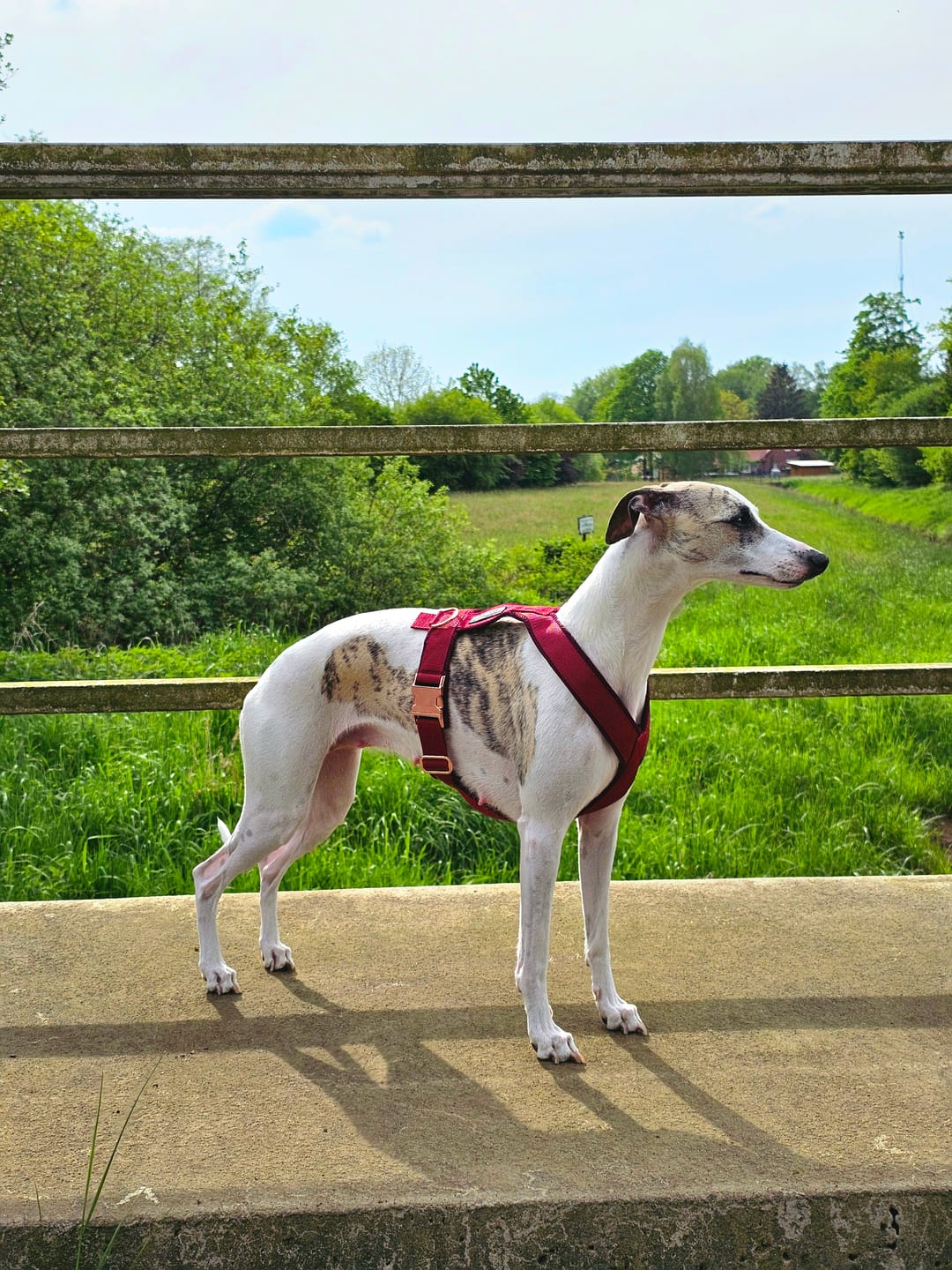 Customer photo review of Hundegeschirr PRO "Bordeaux"