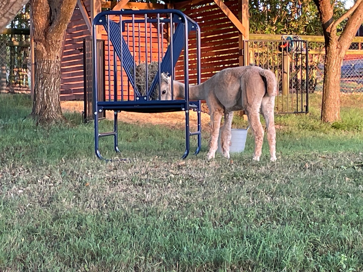 Customer photo review of Adjustable Height Hay & Grain Feeder