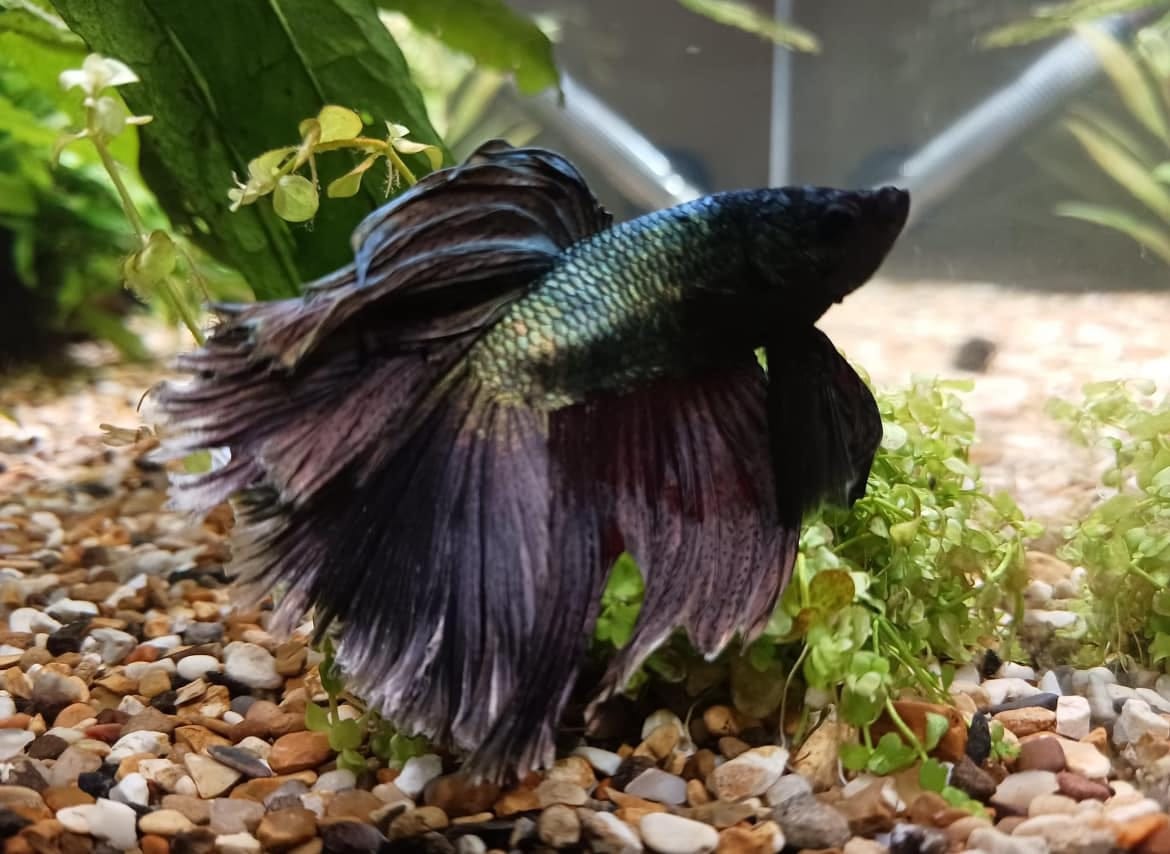 Customer photo review of Copper Steel Halfmoon Male Betta Fish