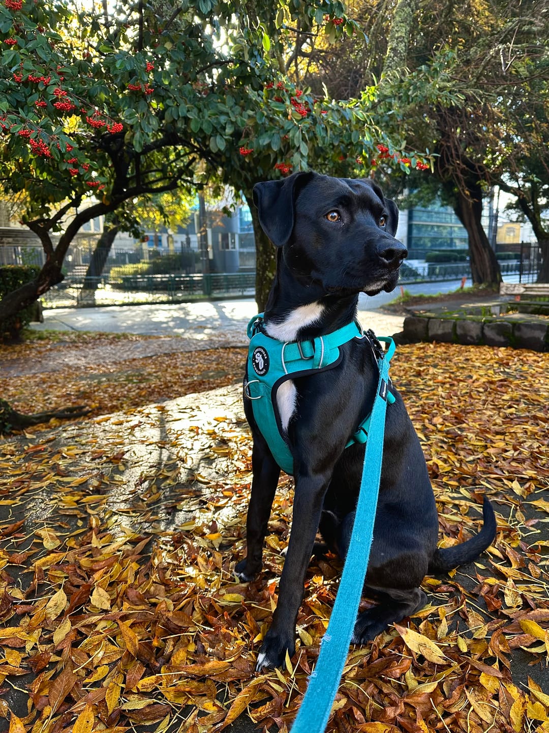 Customer photo review of Arnés Comfort para Perros - Street Dogs - Turquoise