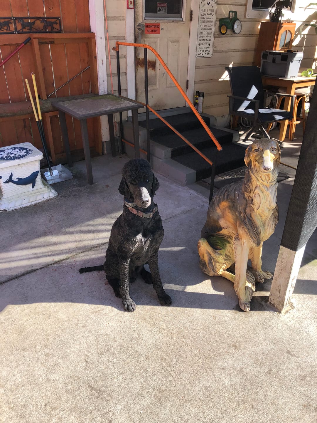 Customer photo review of GCP Flea & Tick Natural Defense for Dogs - 100 Soft Chews