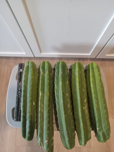 Customer photo review of San Pedro Cactus | Bulk Cutting Packs | Echinopsis (Trichocereus) Pachanoi