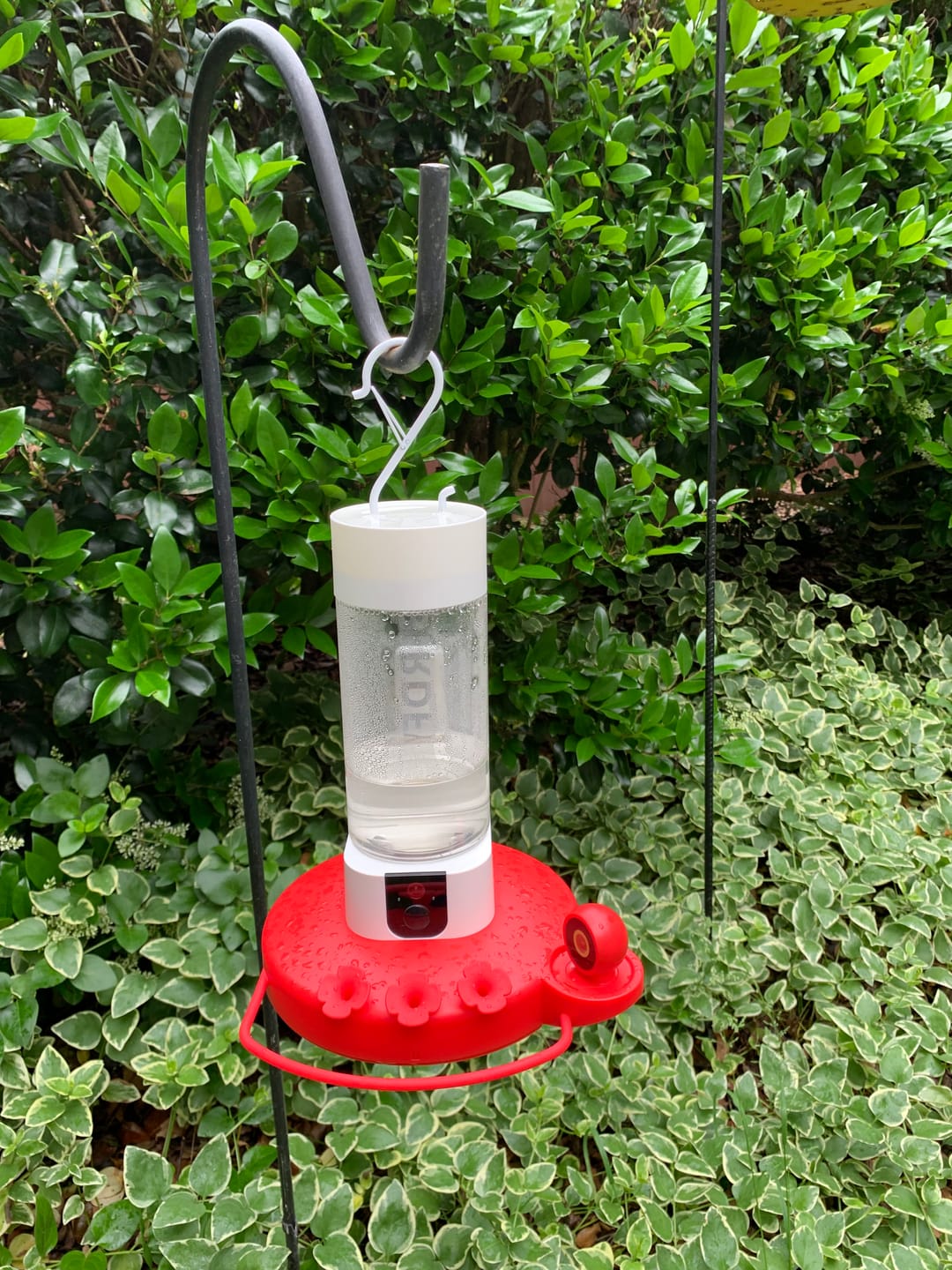 Customer photo review of Birdfy Hum Feeder - Hummingbird Feeder with Dual Camera