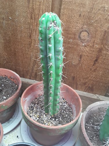 Customer photo review of Bolivian Torch Cactus Cuttings | Trichocereus bridgesii | Echinopsis lageniformis